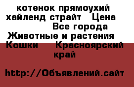 котенок прямоухий  хайленд страйт › Цена ­ 10 000 - Все города Животные и растения » Кошки   . Красноярский край